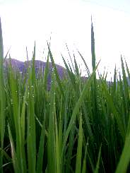 �Ă̏I��育��A�[���̈�̗t��ɂ͐��H�����܂�