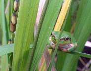 �ԕĂ̗t�̏�łЂƋx�݂���A�}�K�G��